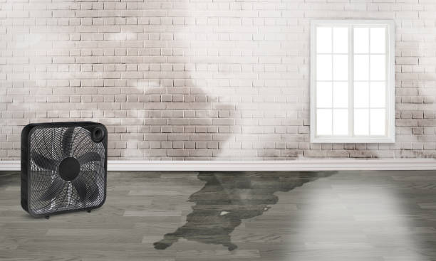 Best Flood restoration services  in Lamesa, TX